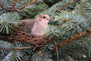 Light colored bird sitting in a nest in a tree.