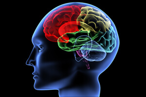 colorful imaging of brain